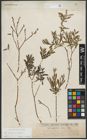 Foto von Salix purpurea L. x Salix repens L.